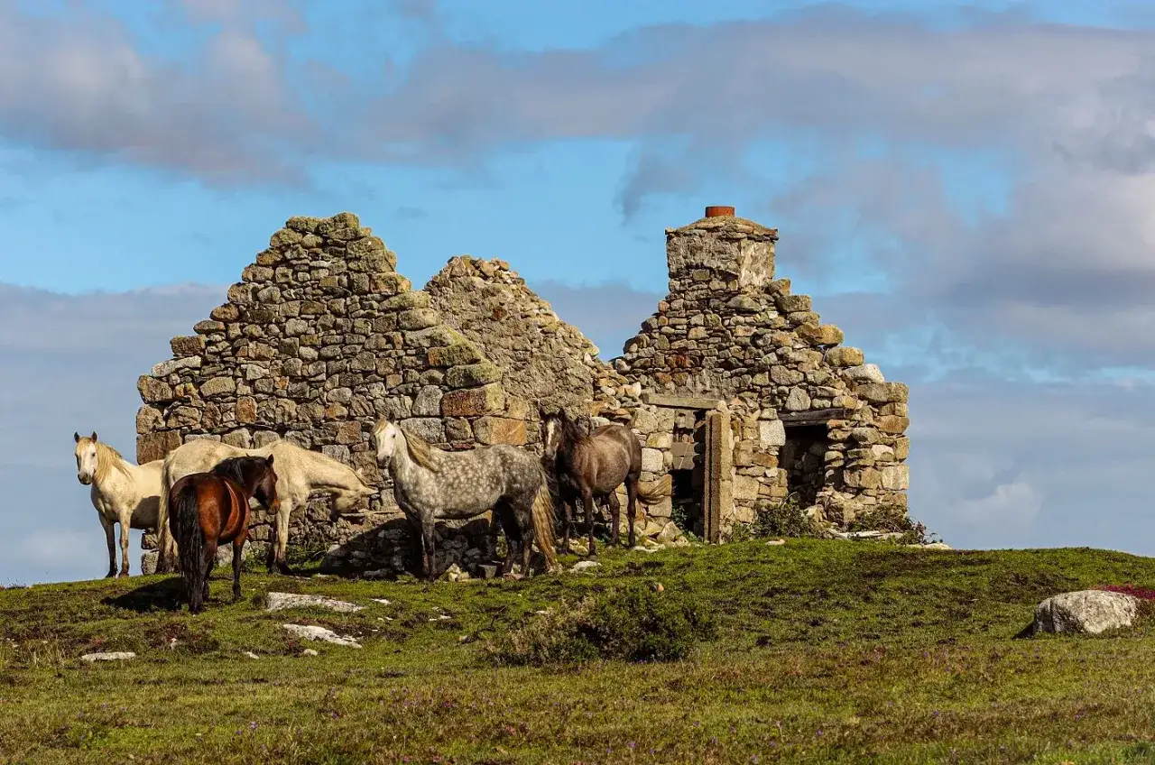 Konie pasące się przy kamiennych ruinach chaty w Connemara.