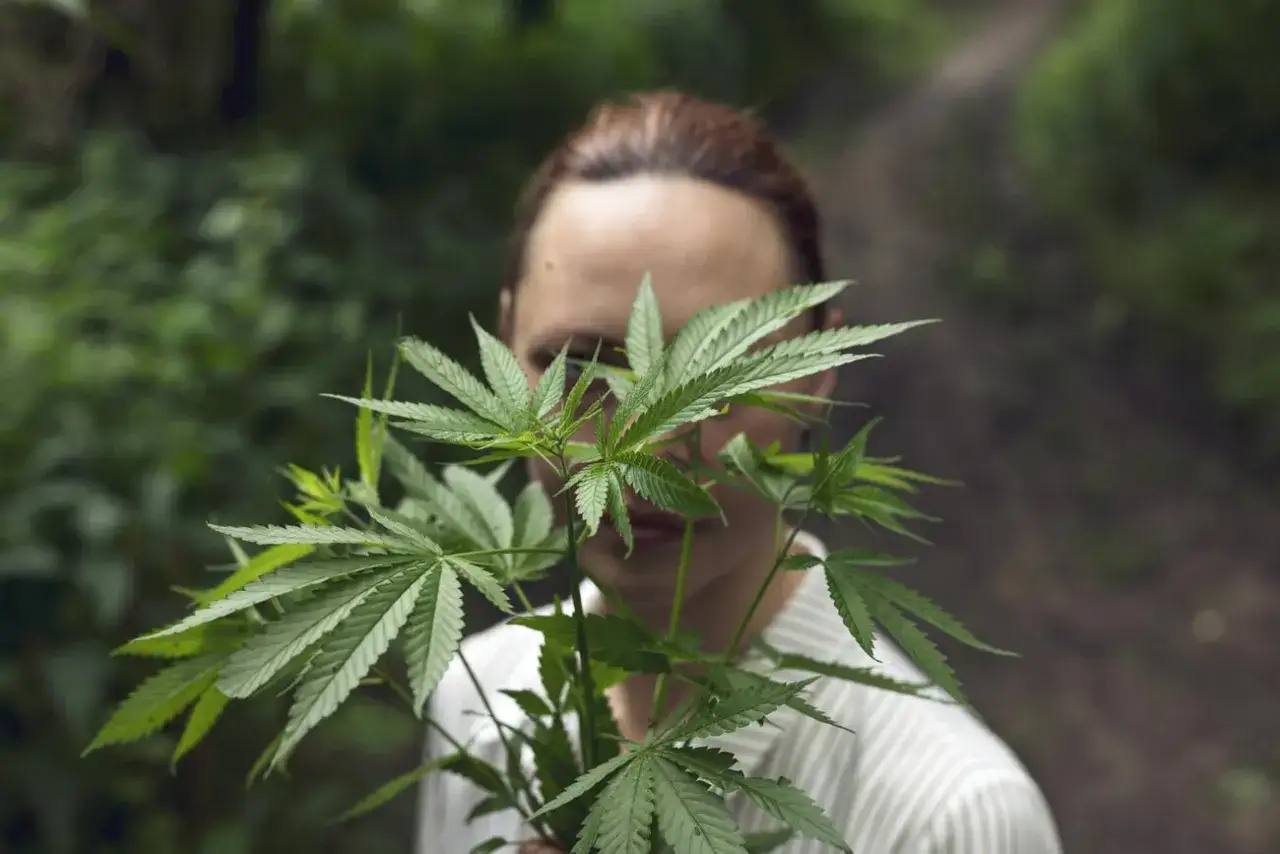 Konopie siewne a marihuana r&oacute;żnice