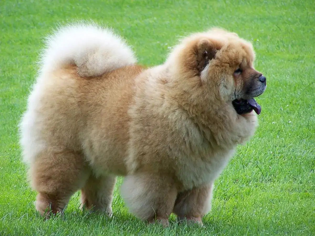 Un majestuoso chow chow de pelaje dorado, con su característica melena y cola enroscada, descansa sobre el césped verde.