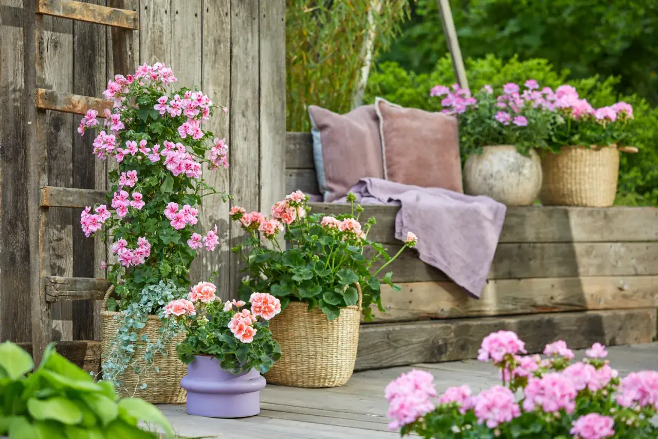 Pelargonie rabatowe w ogrodzie