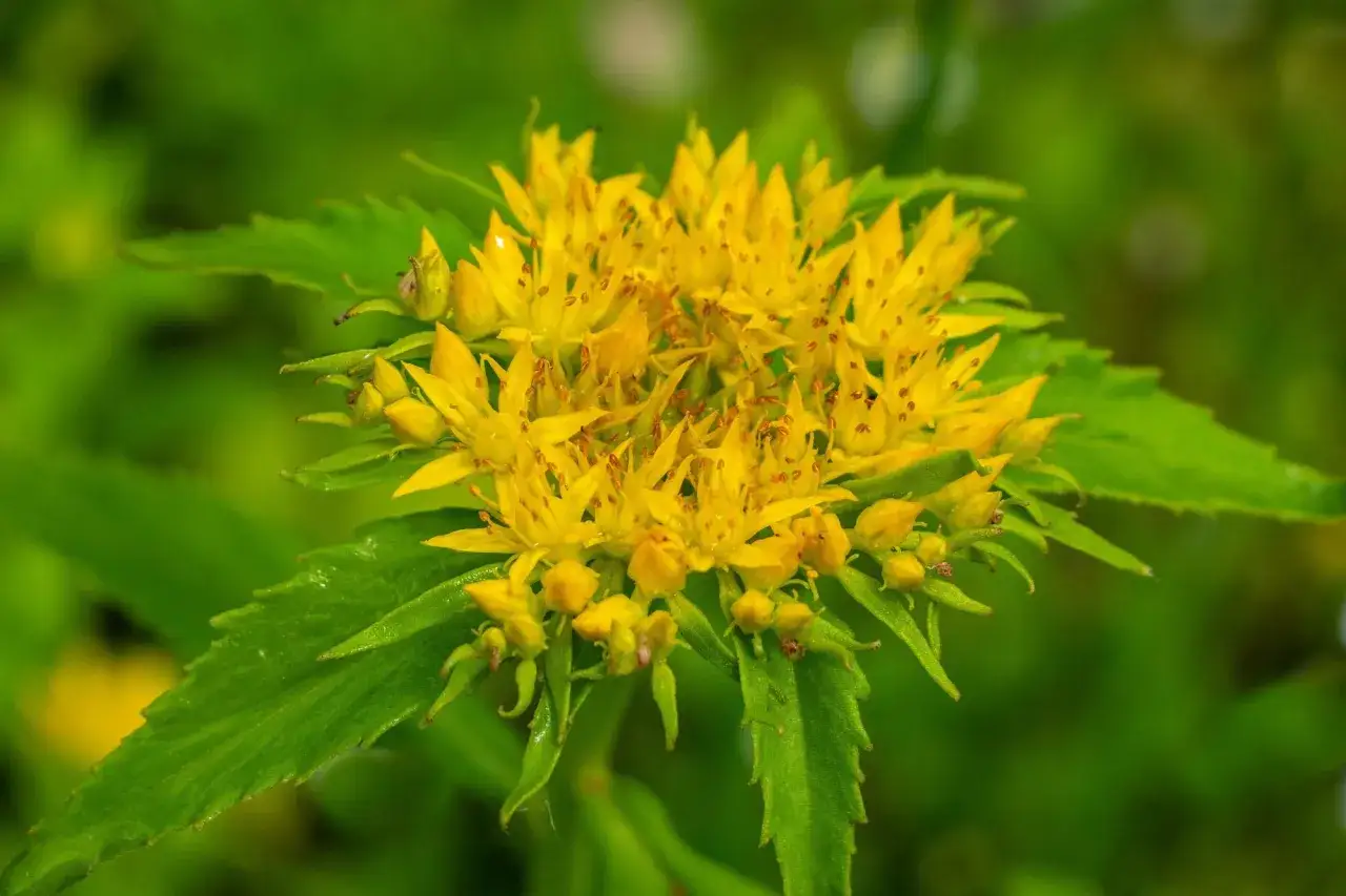 Nahaufnahme einer gelben Blüte mit grünen Blättern. Die Rhodiola Rosea Wirkung wird oft mit dieser Pflanze assoziiert.