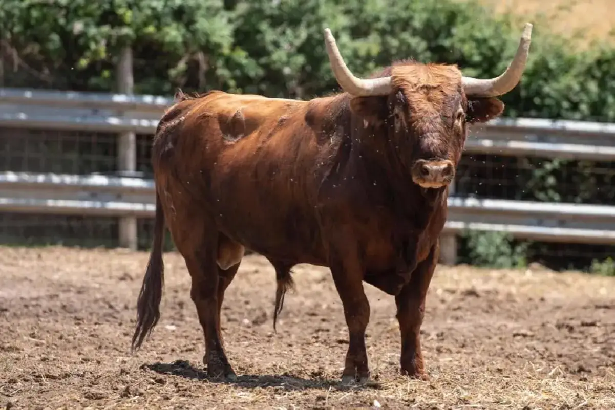 Un imponente toro bravo, con cuernos curvos y pelaje rojizo, se alza en un ruedo polvoriento. Miguel reta a la bestia con la mirada.