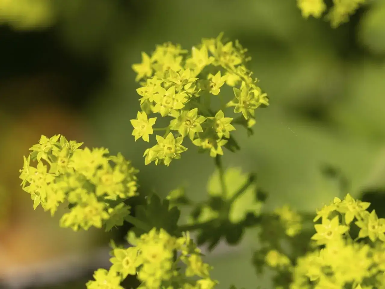 Zarte gelbe Blüten des Frauenmantels, bekannt für seine heilende Wirkung, entfalten sich im Sonnenlicht.