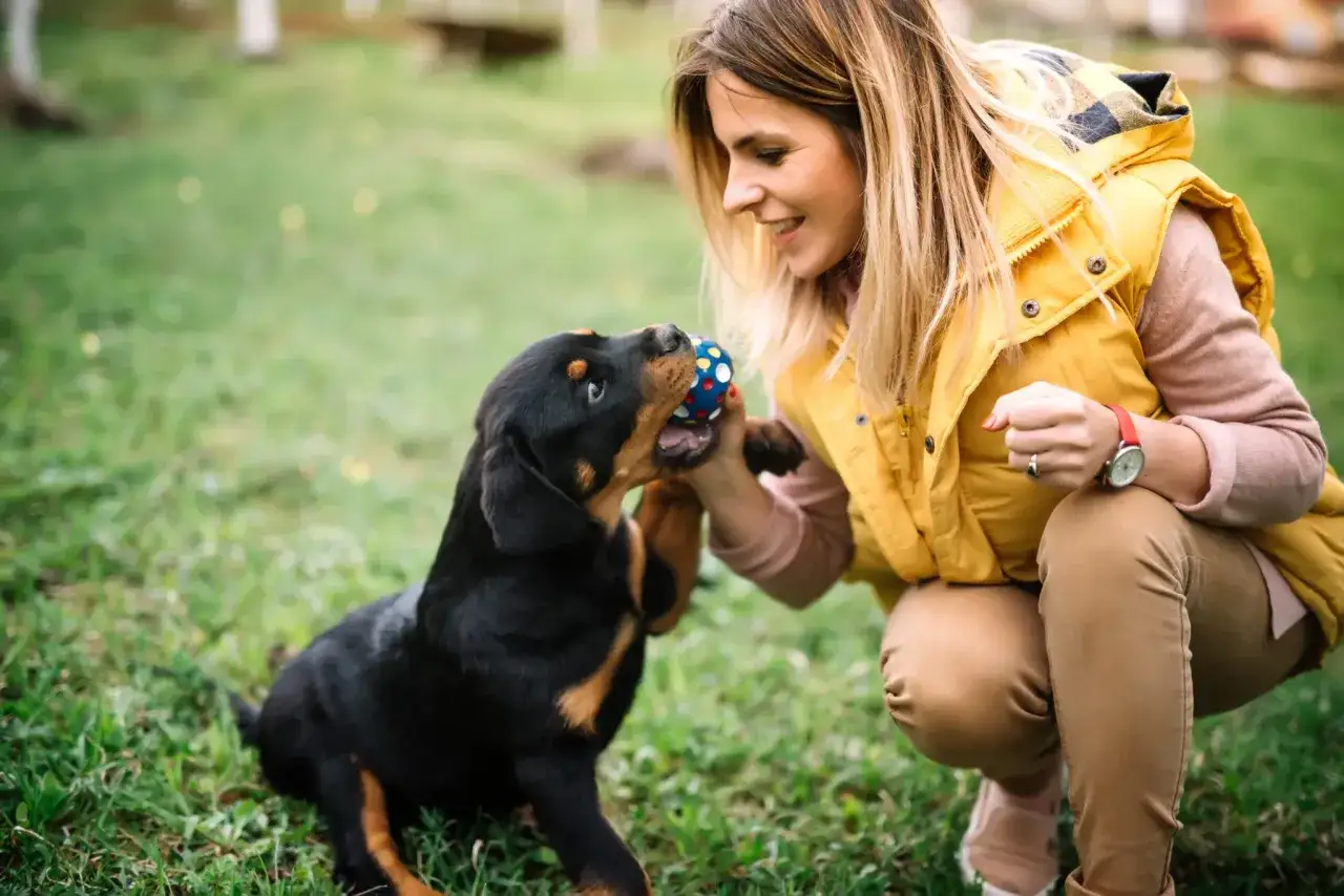 Uśmiechnięta kobieta bawi się z szczeniakiem rottweilera na trawie. Czas, po jakim można wydać szczeniaki, zależy od wielu czynników.