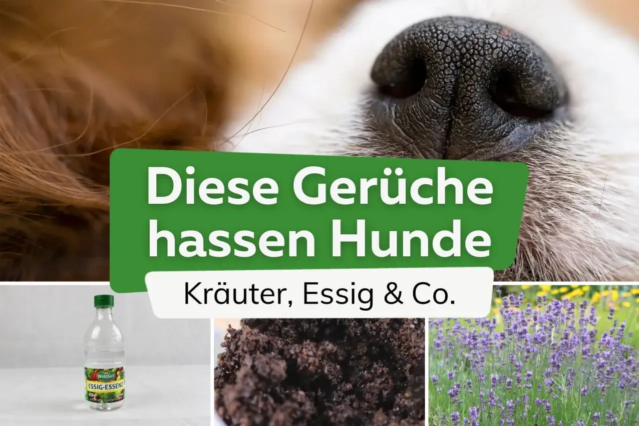 Hund riecht an Kr&auml;utern oder Gew&uuml;rzen