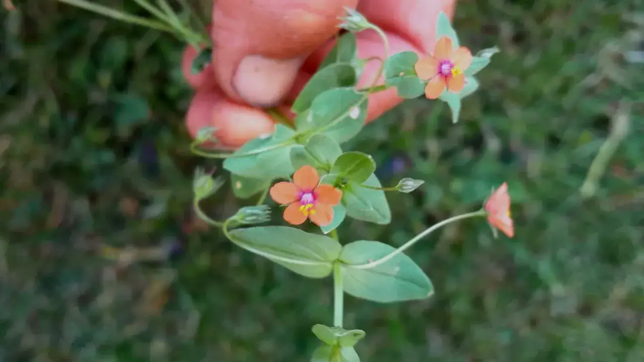 En hand h&aring;ller en gren med sm&aring;, orange pimpernel blommor. De har rosa mitt och gula st&aring;ndare.