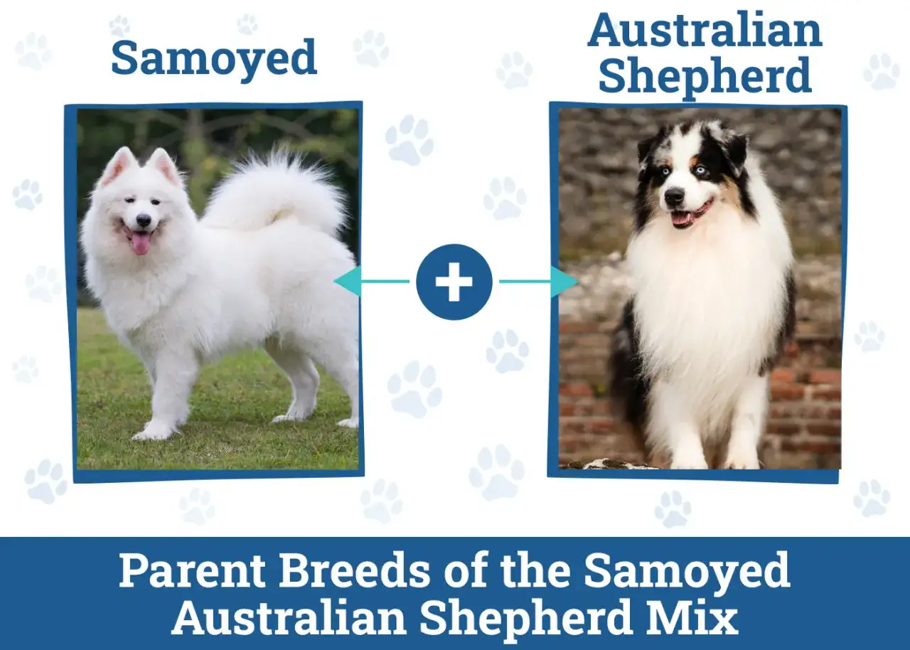 Ein wei&szlig;er Samojede und ein bunter Australian Shepherd ergeben einen charmanten Australian Shepherd Samojede Mix.