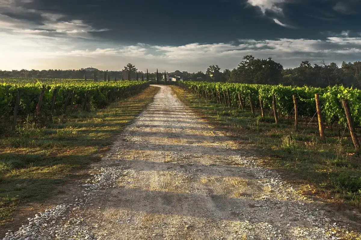 Chemin de gravier traversant un vignoble verdoyant, sous un ciel dramatique. Un paysage typique de la **vallée de la Loire** au coucher du soleil.