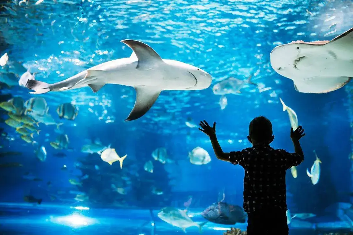 Oceanarium Międzyzdroje rekiny / Sea Park Sarbsk foki