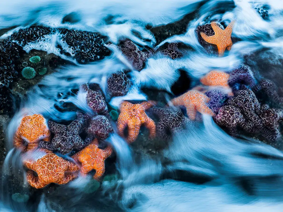 Stelle marine arancioni e viola si muovono tra le onde, creando un gioco di colori complementari.