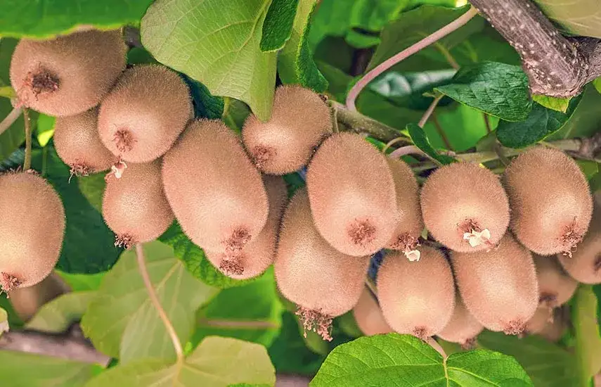 Mini kiwi aktinidia