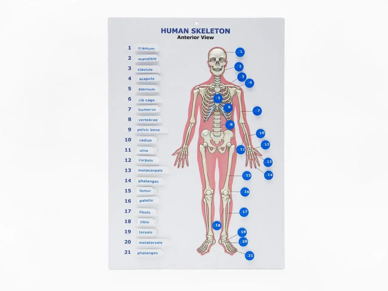 Diagramma scheletro umano, anteriore. Impara come si dice scheletro in inglese: 