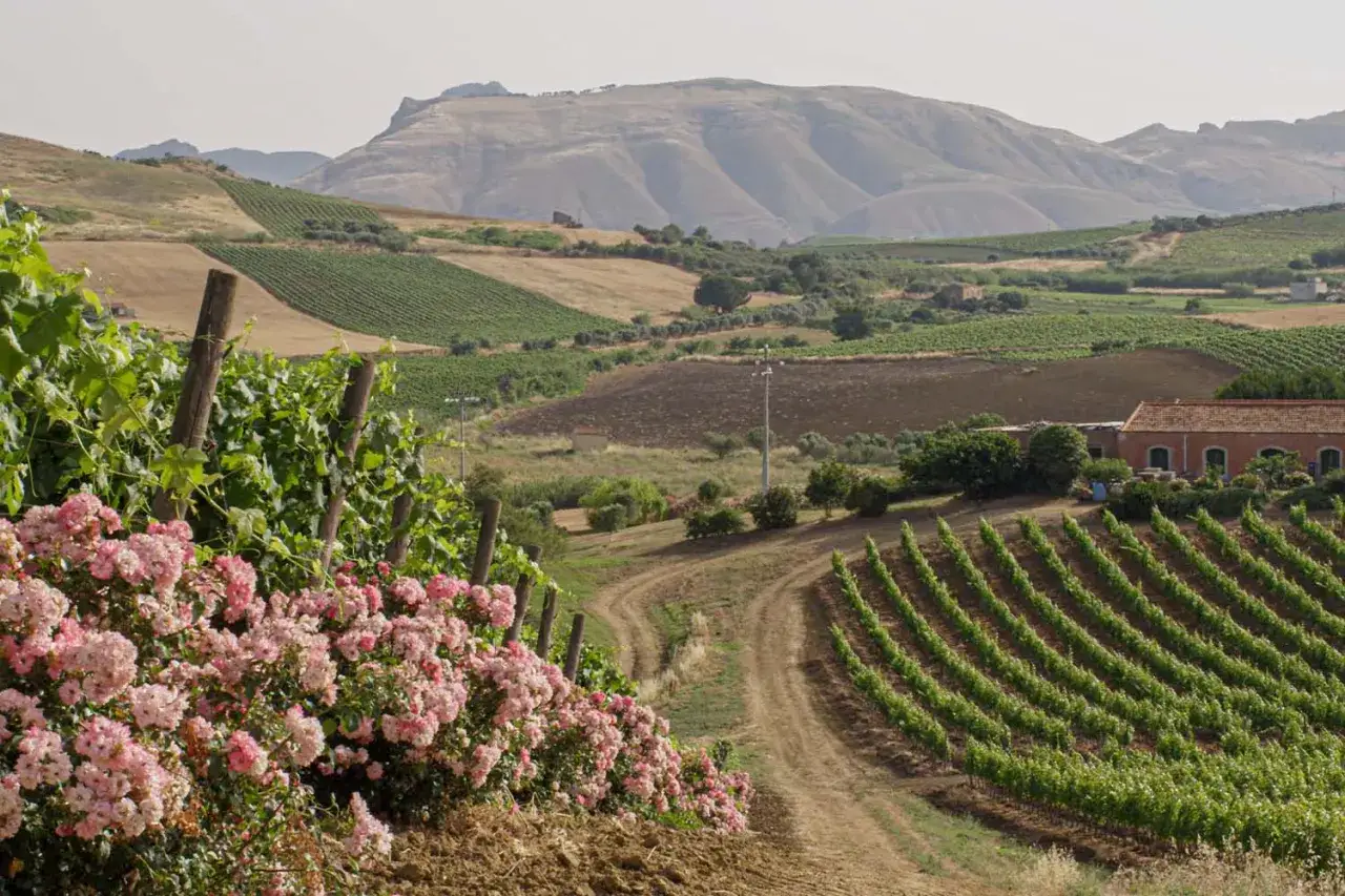 Bl&uuml;hende Rosen am Rand eines Weinbergs mit der Rebsorte Grillo. Sanfte H&uuml;gel und ein Berg im Hintergrund.