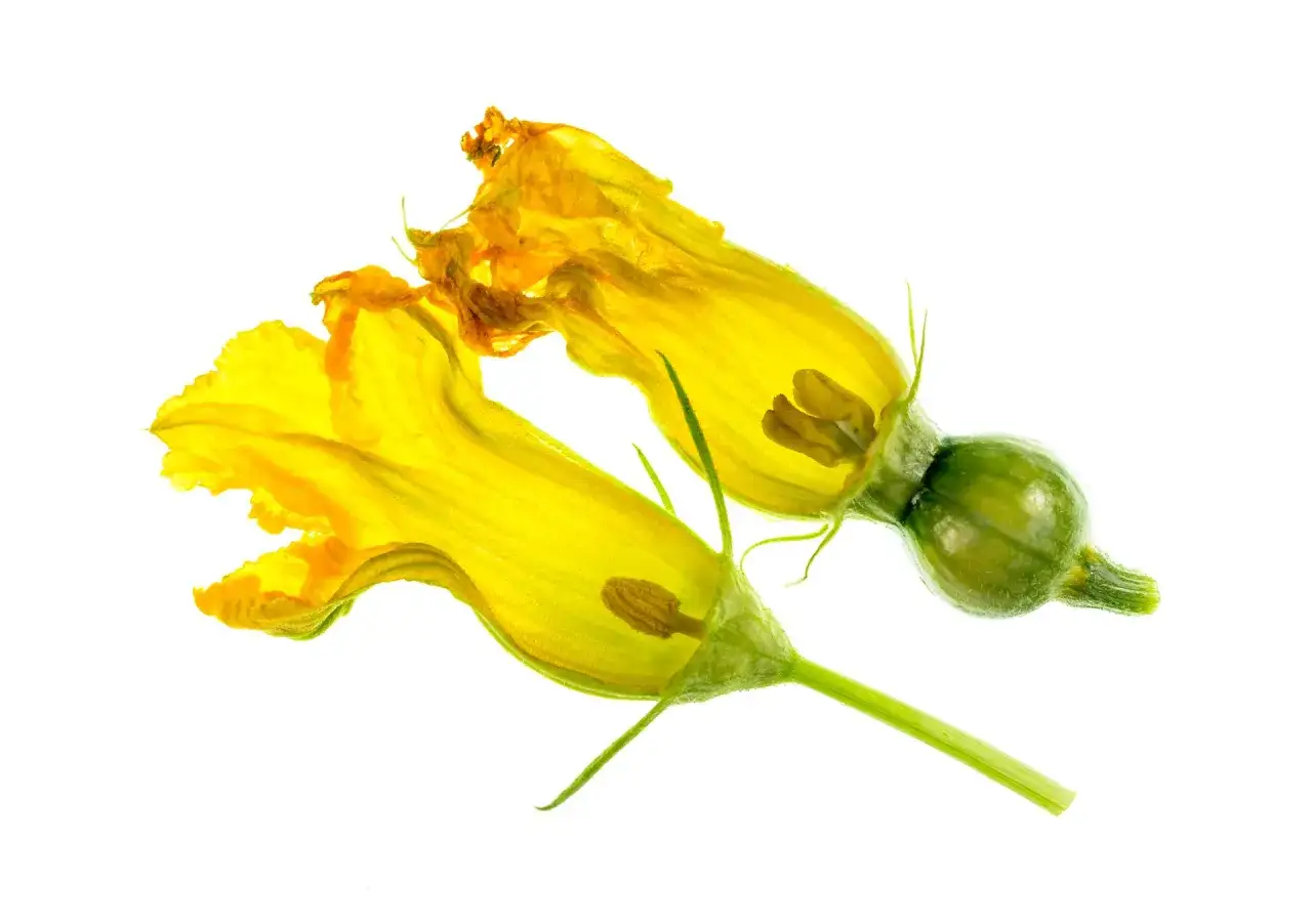 Fleurs de courgette jaunes, une avec une petite courgette naissante. Comprendre pourquoi les courgettes ne grossissent pas peut commencer par l'observation de ces fleurs.