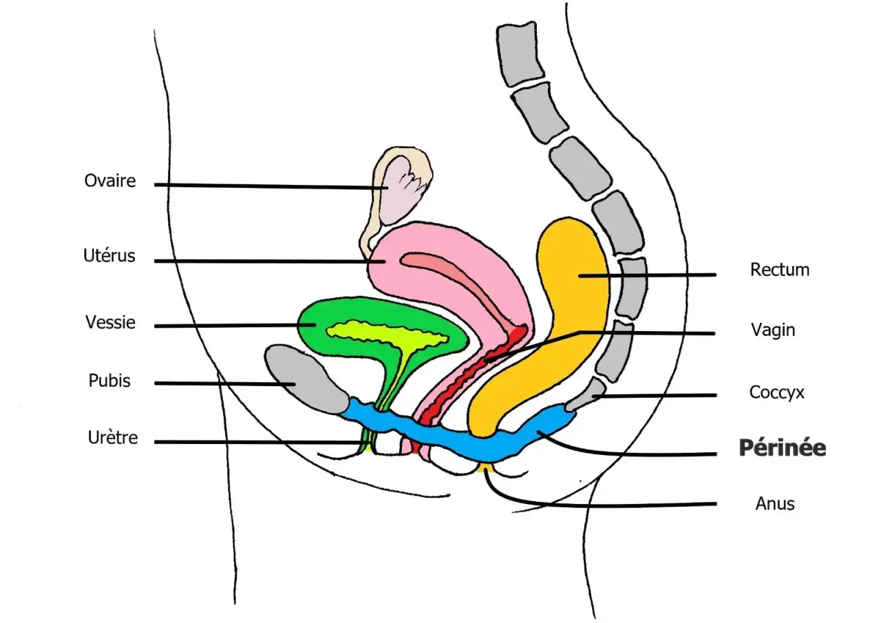 Schéma du bassin féminin : ovaires, utérus, vessie, pubis, urètre, vagin, rectum, coccyx, anus et périnée. Le périnée joue un rôle clé pour le stop pipi.