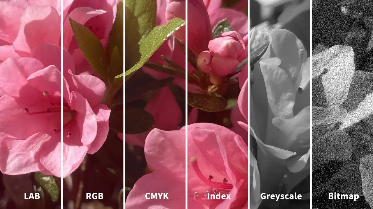 Różowe kwiaty w różnych formatach: LAB, RGB, CMYK, Index, Greyscale, Bitmap. Pokazuje różnice w kodzie koloru.