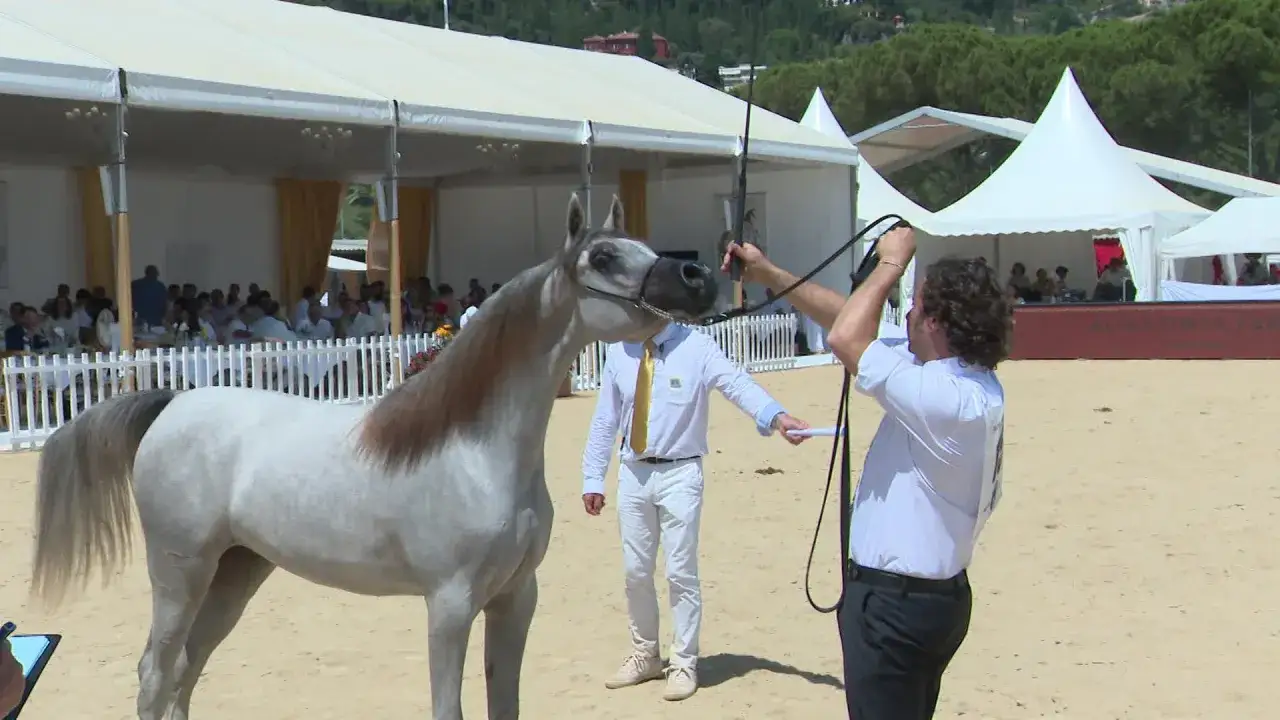 Un magnifique pur sang arabe show, présenté par un homme en tenue blanche, sous les tentes d'un événement équestre.