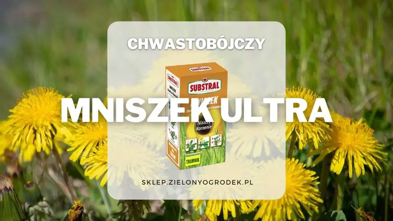 Oprysk na mlecz w trawie. Mniszek Ultra Substral zwalcza chwasty, przywracając trawnikowi piękny wygląd.