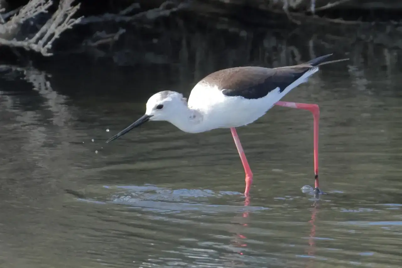 Ave zancuda de patas rosadas busca alimento en las aguas del salar de los ca&ntilde;os.