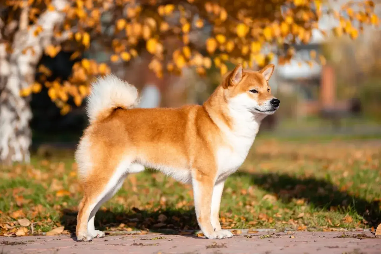 Rudzielec shiba inu, o kompaktowej wielkości, dumnie prezentuje się na tle jesiennych liści.