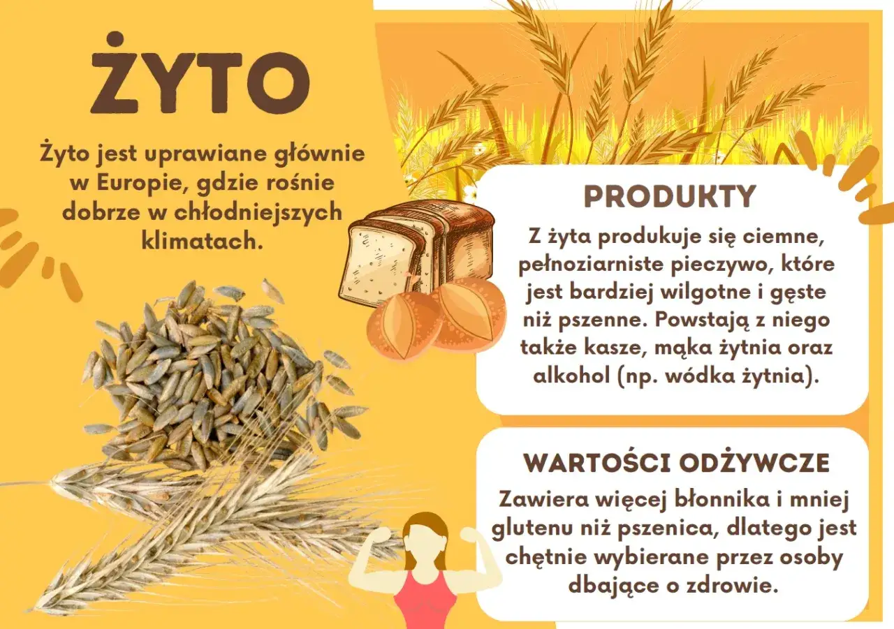 Prezentacja dla dzieci: rodzaje zbóż – żyto. Zdjęcie przedstawia ziarna żyta, kłosy, bochenek chleba i informuje o jego produktach i wartościach odżywczych.