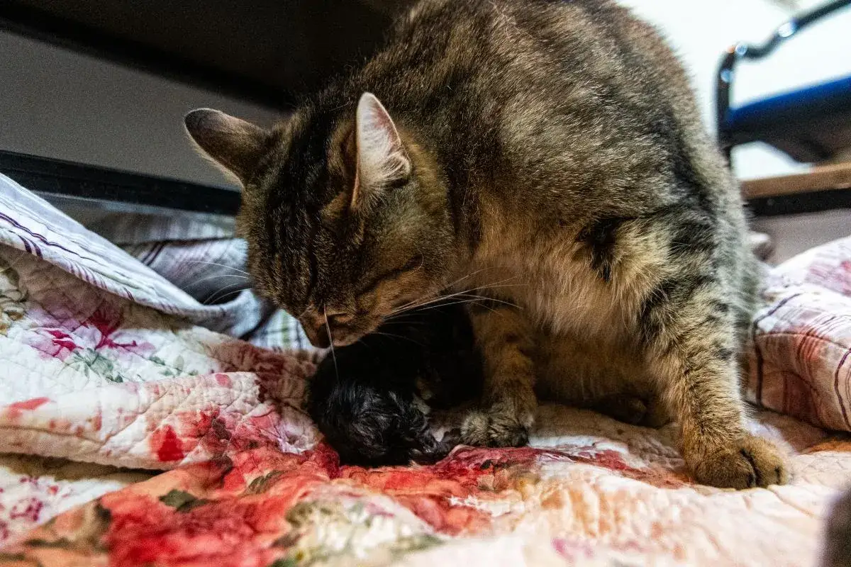Madre gata cuidando a su recién nacido. El parto de una gata es un momento tierno y delicado.