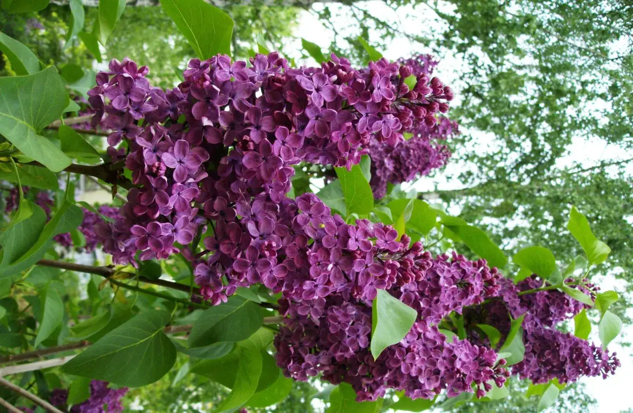 En frodig, uppstammad syren med djupvioletta blomklasar mot en bakgrund av gr&ouml;na blad och ljus himmel.