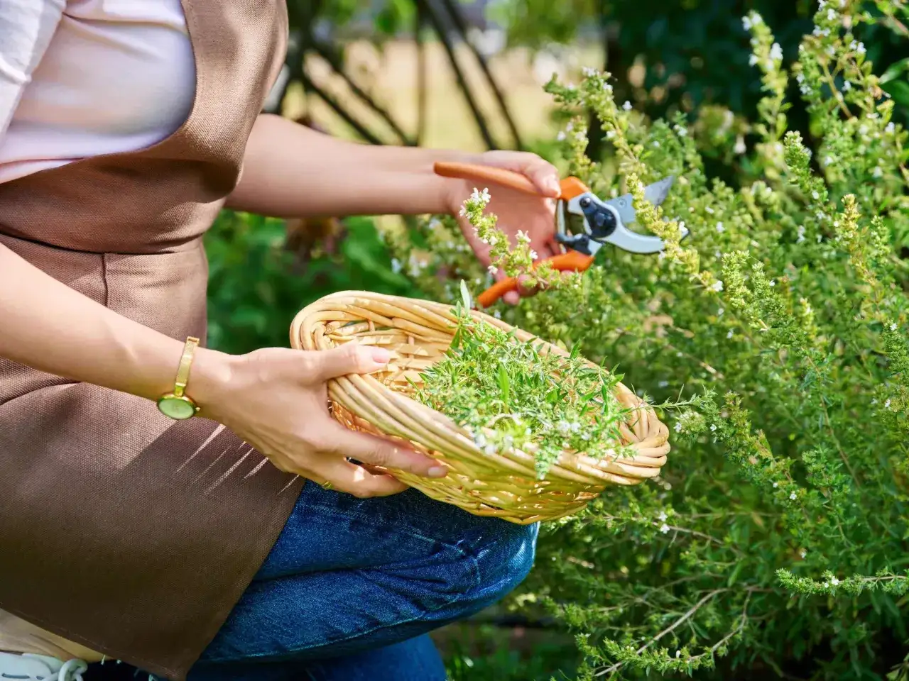 Frau erntet mit einer Gartenschere frischen Thymian und sammelt ihn in einem Weidenkorb.