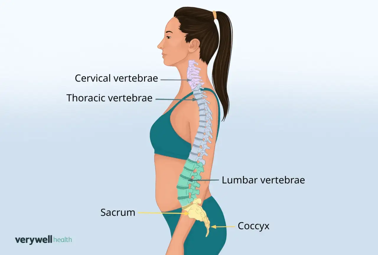 Anatomia kręgosłupa kobiety z zaznaczonymi kręgami szyjnymi, piersiowymi, lędźwiowymi, kością krzyżową i ogonową. Ilustracja pokazuje naturalną lordozę szyjną.