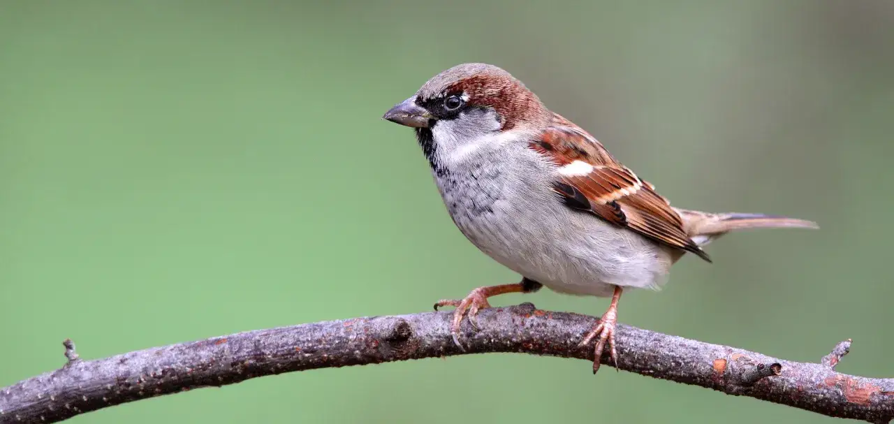 Ein Spatz sitzt auf einem Ast. Wie lange lebt ein Spatz? Diese Frage beschäftigt viele Naturfreunde.