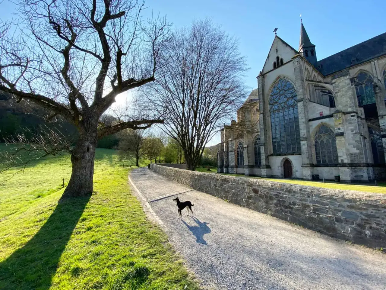 Ein Hund genie&szlig;t die Sonne auf einem Weg zum Altenberger Dom. Perfekt f&uuml;r eine Wanderung!