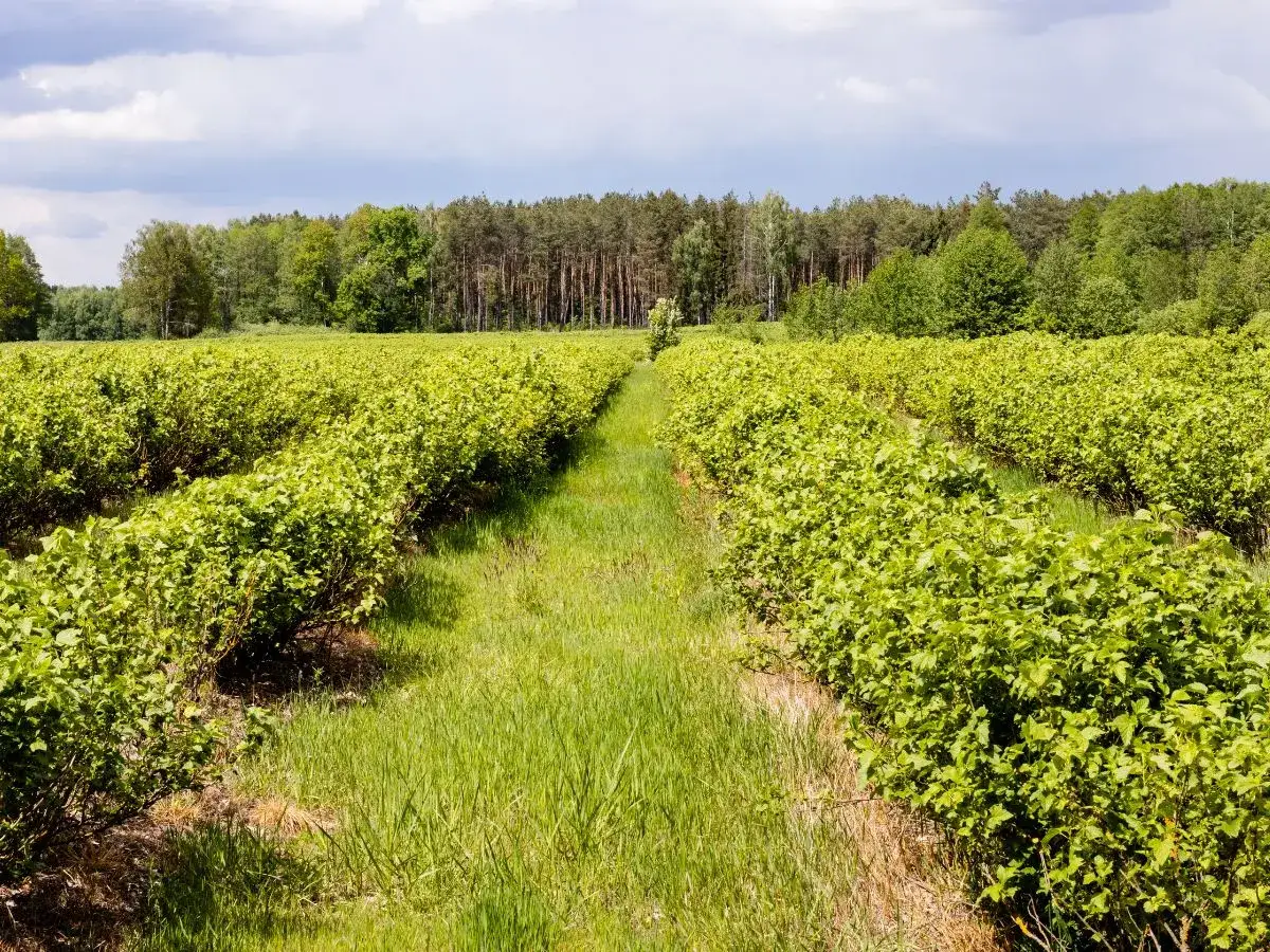Rzędy krzewów czarnej porzeczki, idealnych do produkcji dżemów i soków, rozciągają się aż po horyzont.