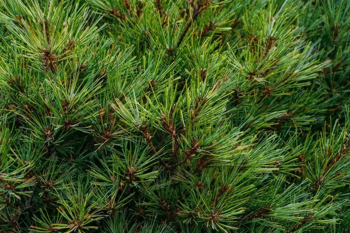 Gęste, zielone pedy sosny tworzą naturalny, leśny dywan.