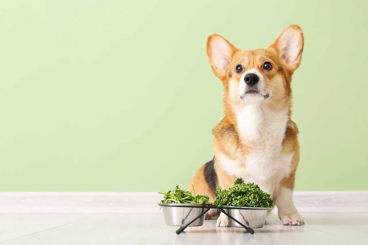 Corgi siedzi obok misek z zielonymi warzywami, zastanawiając się, czy pies może jeść pietruszkę.