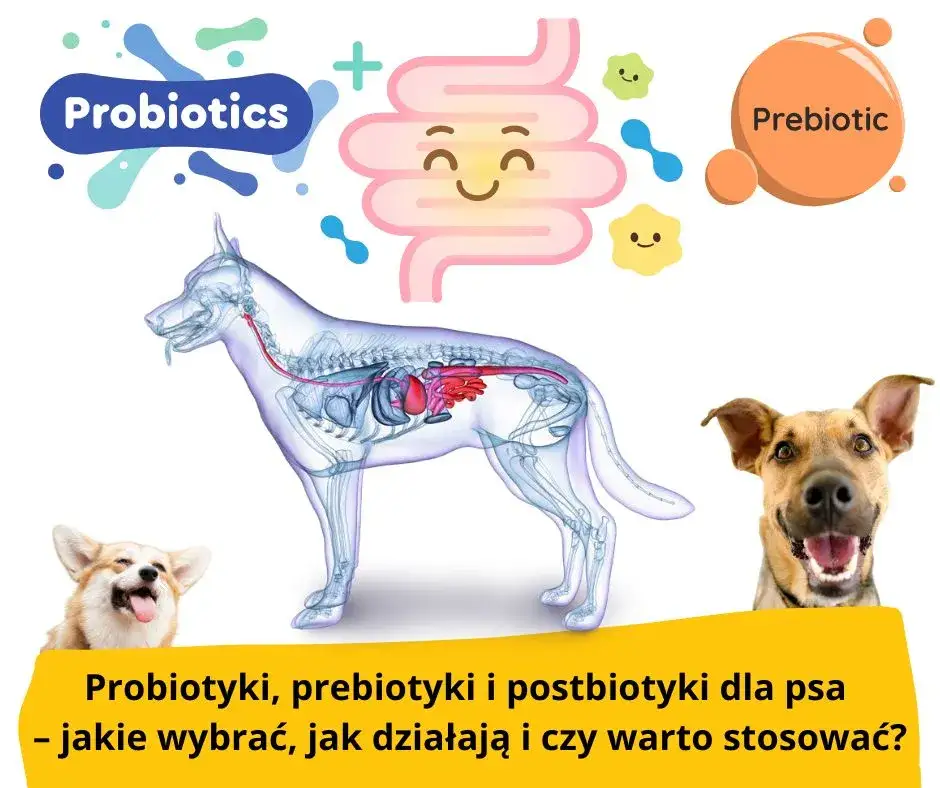 miejsca zakupu probiotyków dla psów porównanie