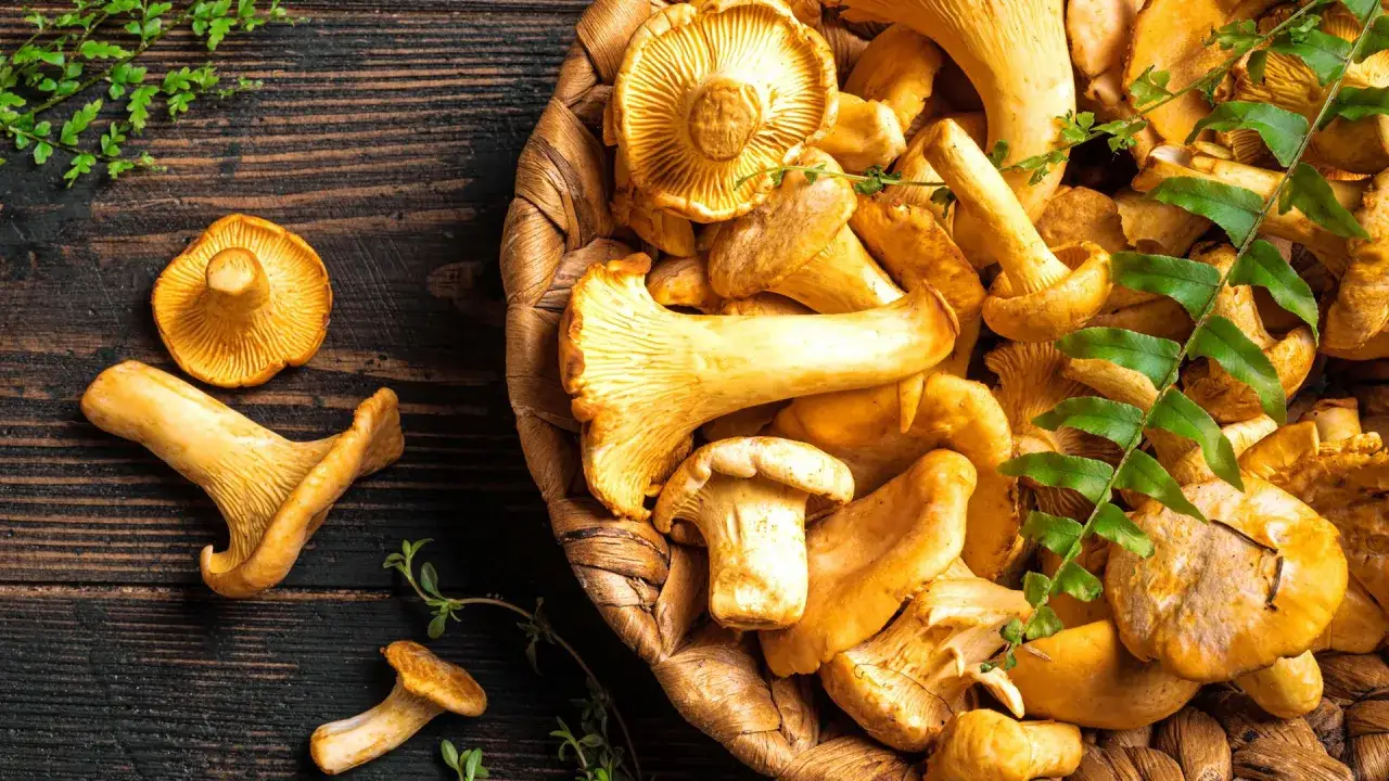 Frische Pfifferlinge putzen für ein köstliches Gericht. Die goldgelben Pilze liegen in einem Korb und auf dunklem Holz.