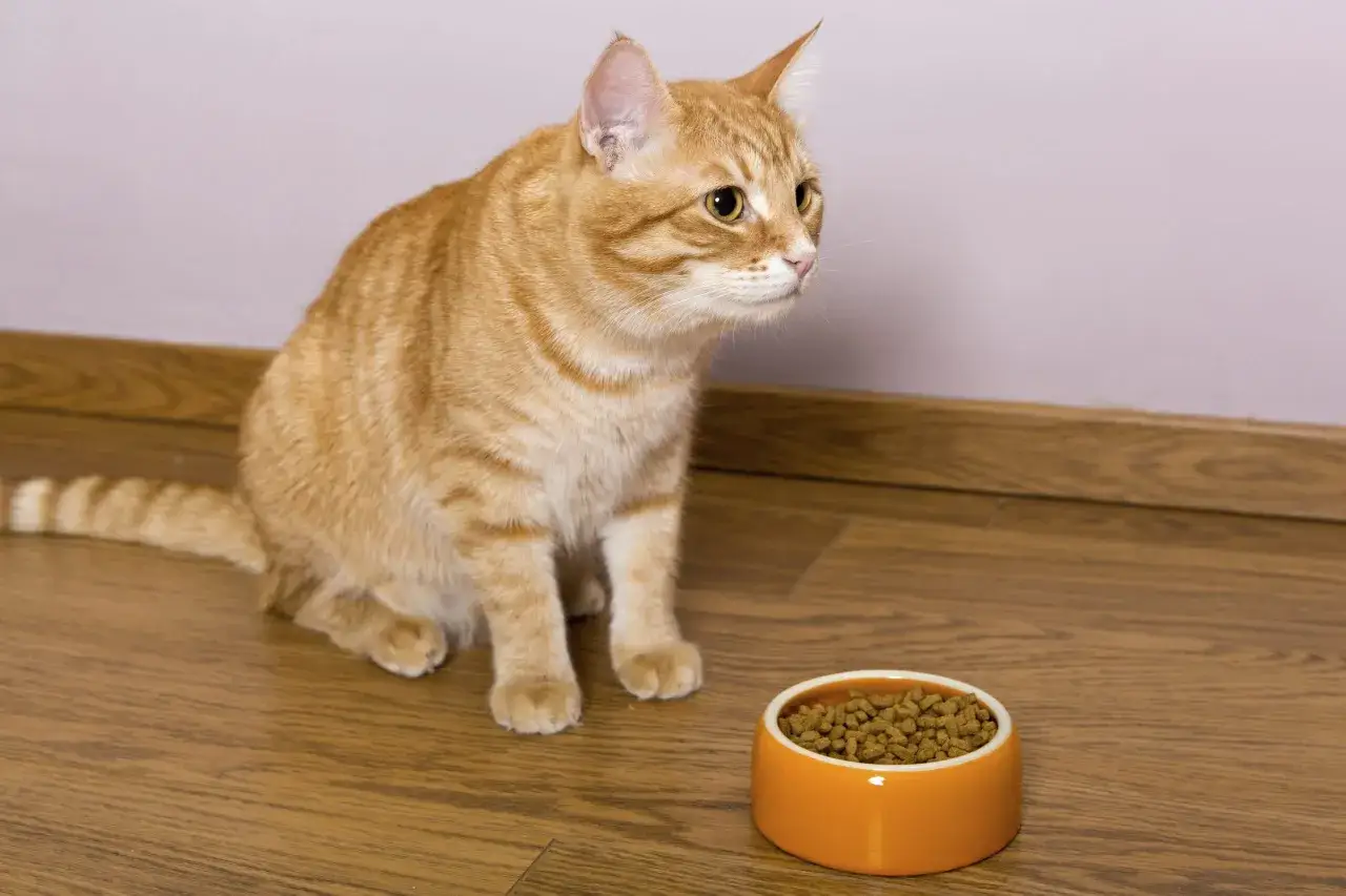 Un chat roux regarde sa gamelle pleine, l'air préoccupé. Il semble que mon chat ne mange plus.