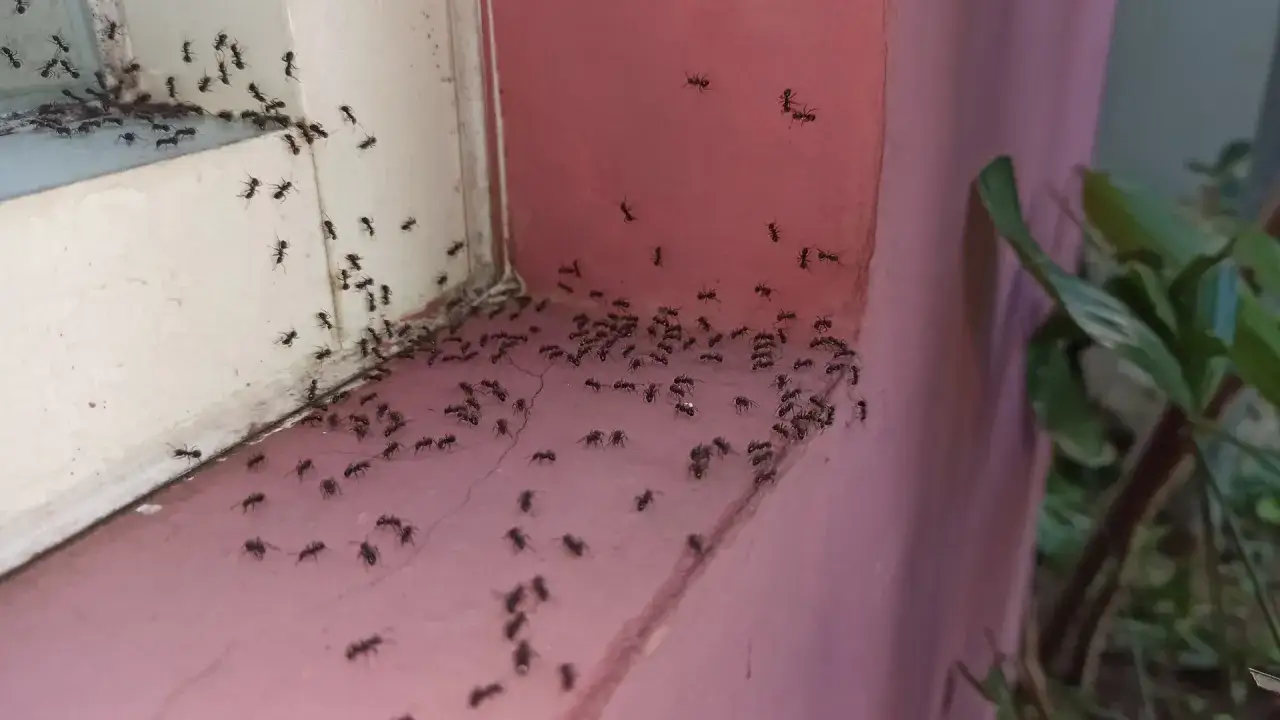Mrówki w domu co oznacza? Duża kolonia mrówek maszeruje po parapecie i różowej ścianie, szukając pożywienia.