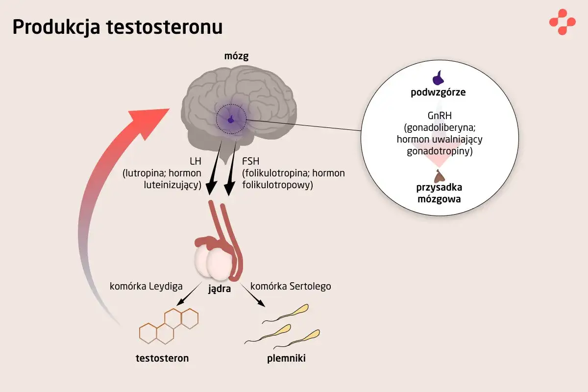 Schemat produkcji testosteronu: podwzgórze, przysadka mózgowa, mózg, jądra, komórki Leydiga i Sertolego, plemniki.