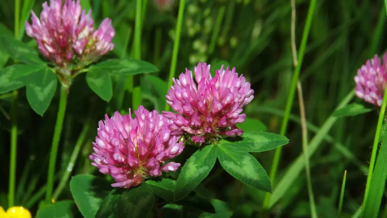 Nahaufnahme von rosa rotklee Blütenköpfen im grünen Gras. Die rotklee heilwirkung ist bekannt für seine beruhigenden Eigenschaften.