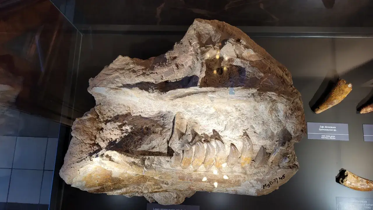 Skała z zębami dinozaura Spinosaurus sp. w Muzeum Geologicznym Warszawa. Imponujący fragment prehistorycznego drapieżnika.