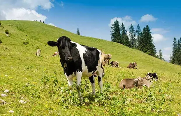 Masi montagna Alto Adige mucche pascolo