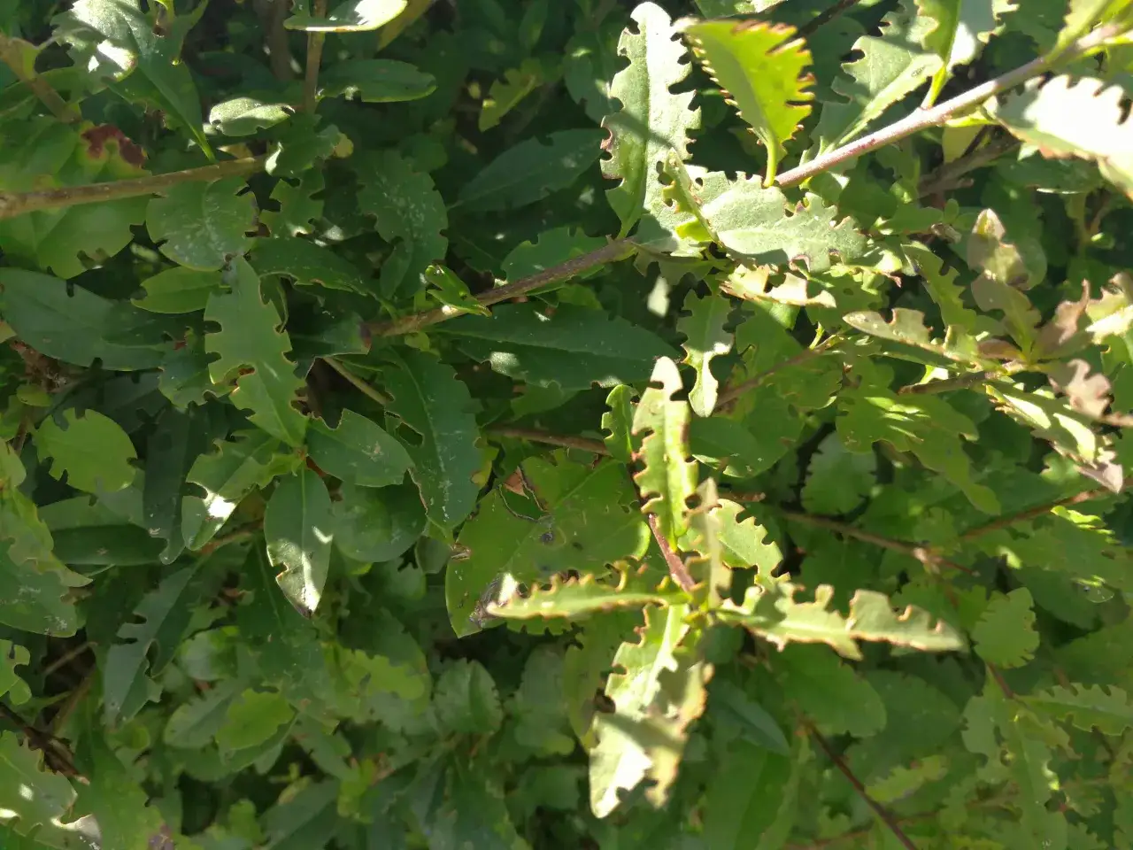 Gröna blad med taggiga kanter, tecken på ligustersjukdom.