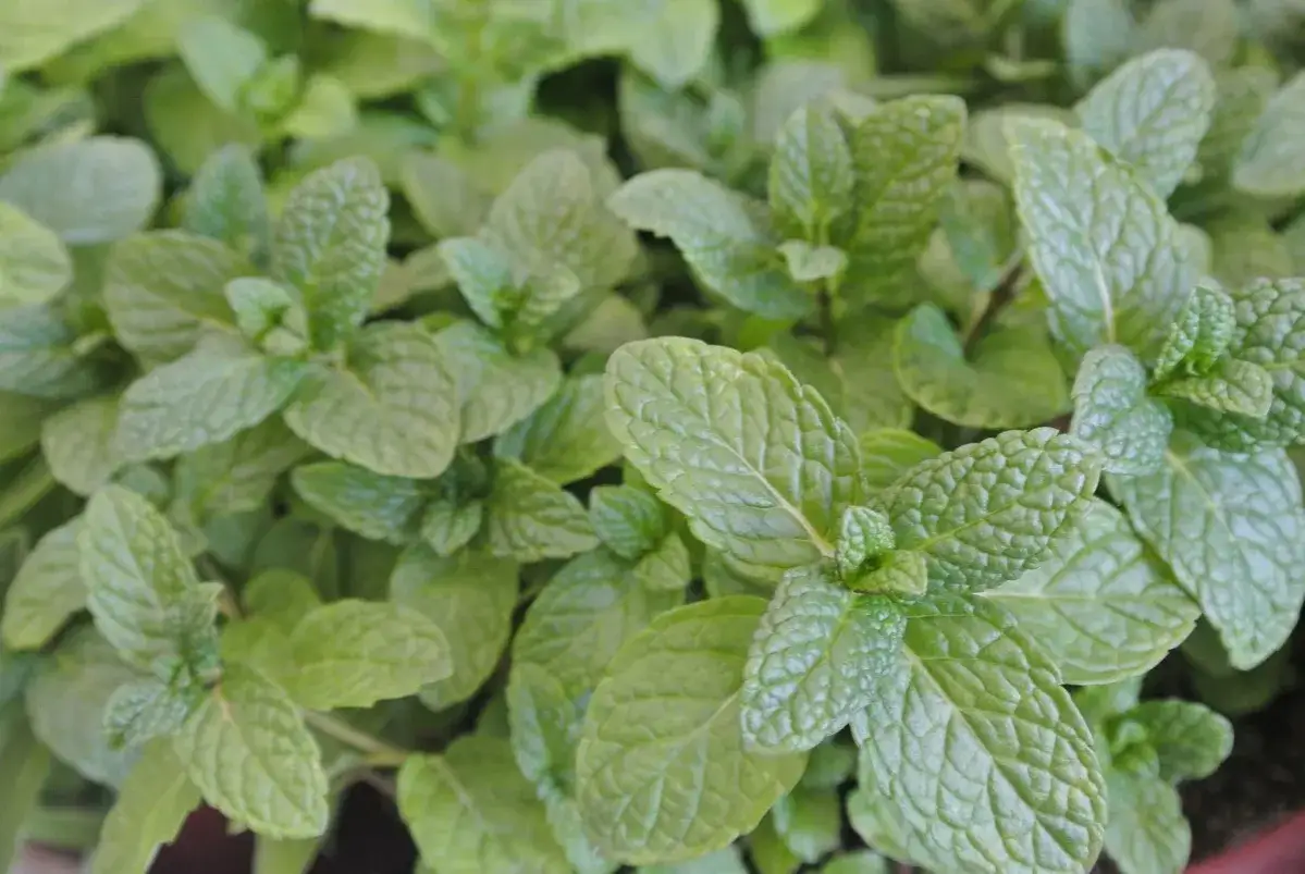 Hojas verdes de menta, un repelente natural de avispas. Su aroma fresco ahuyenta insectos.