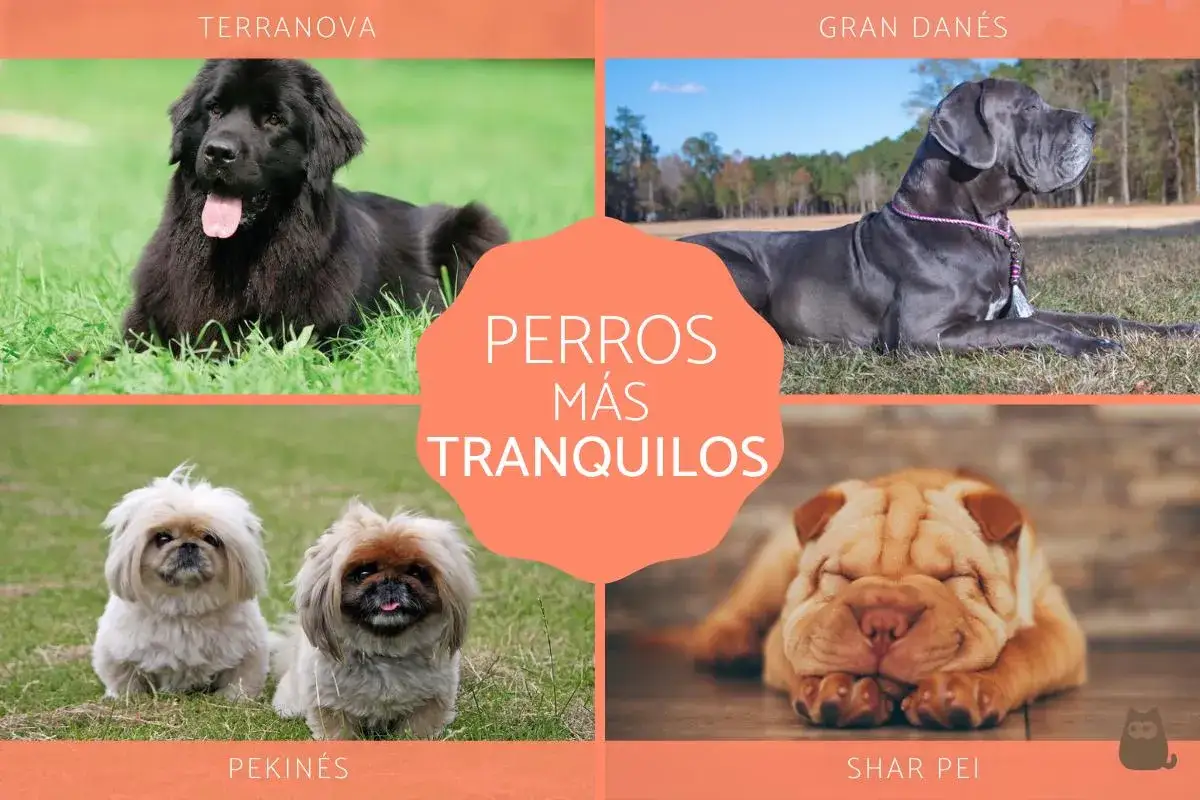 Terranova, Gran Danés, Pekinés y Shar Pei: razas de perros medianos tranquilos ideales para el hogar.