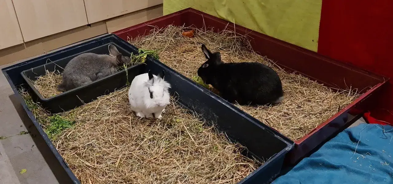 Drei Kaninchen in einem Gehege mit Heu und Gr&uuml;nzeug. Ein schwarzes, ein wei&szlig;es und ein graues Kaninchen. Hier wird das kaninchen stubenrein machen ge&uuml;bt.