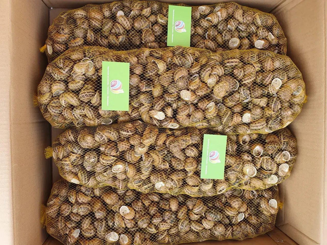 Cztery worki pełne ślimaków w kartonie. Zastanawiasz się, ile kosztuje 1 kg ślimaków w skupie?