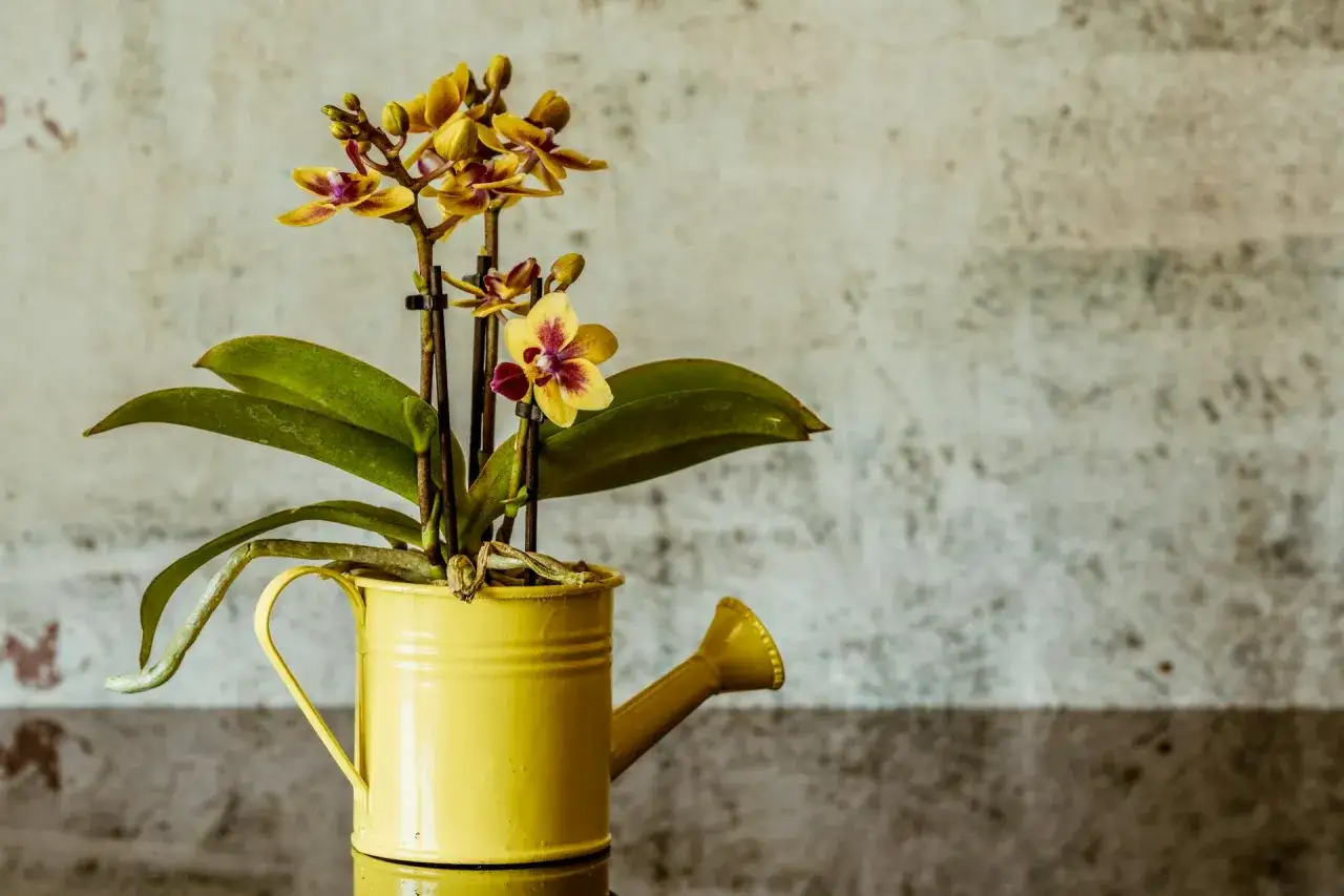 Orqu&iacute;dea amarilla en regadera, un detalle para saber como regar una orquidea.