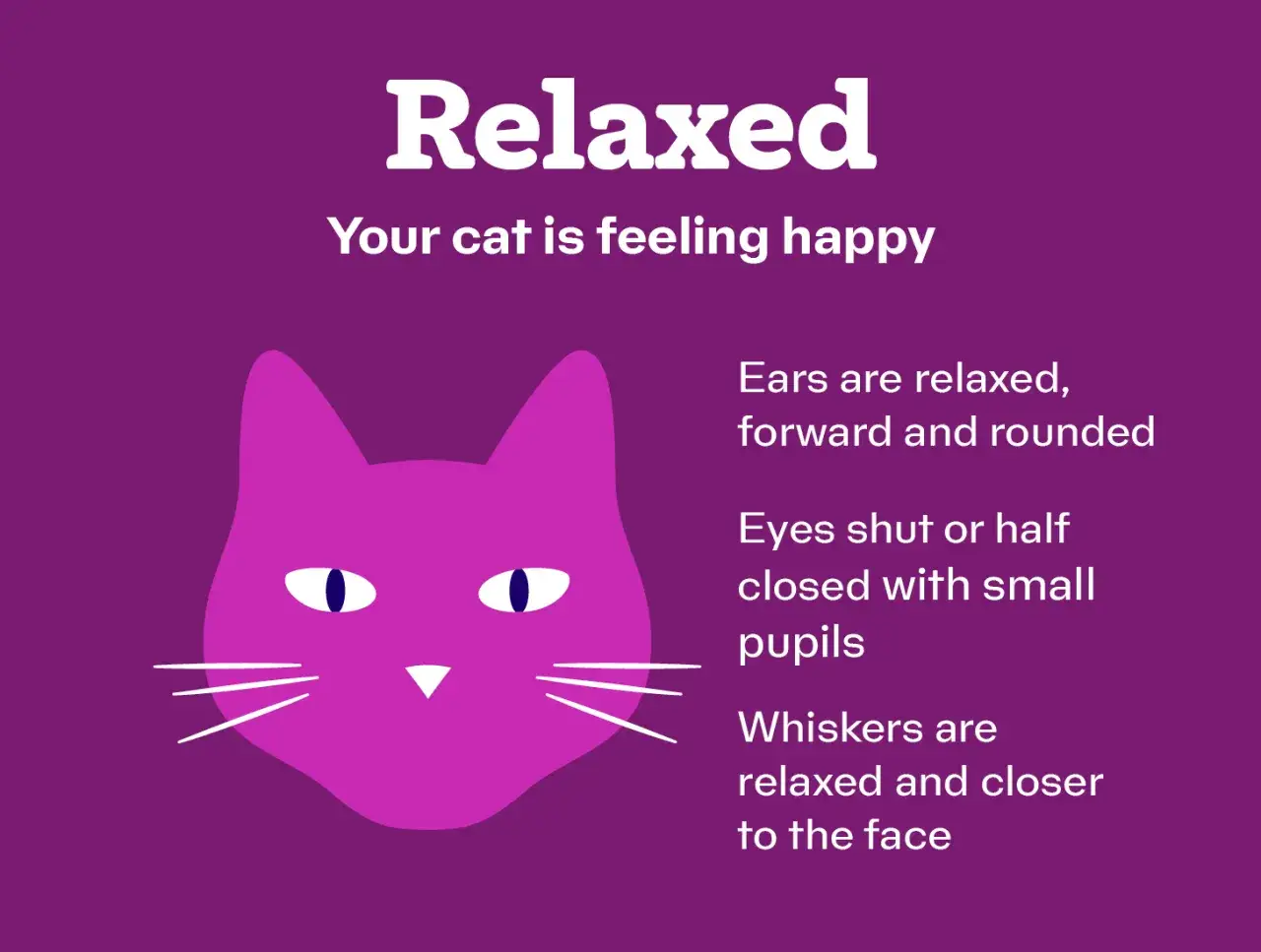 A relaxed cat's ears are forward, eyes half-closed, and whiskers relaxed. This is what it means when a cat purrs: pure contentment.