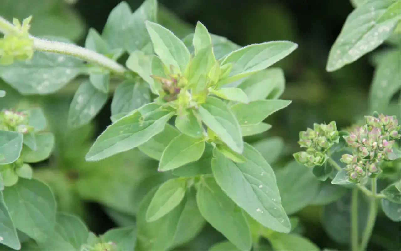 Gr&uuml;ne Oregano-Pflanze mit kleinen Knospen. So wird Oregano ausgesprochen: O-re-ga-no.